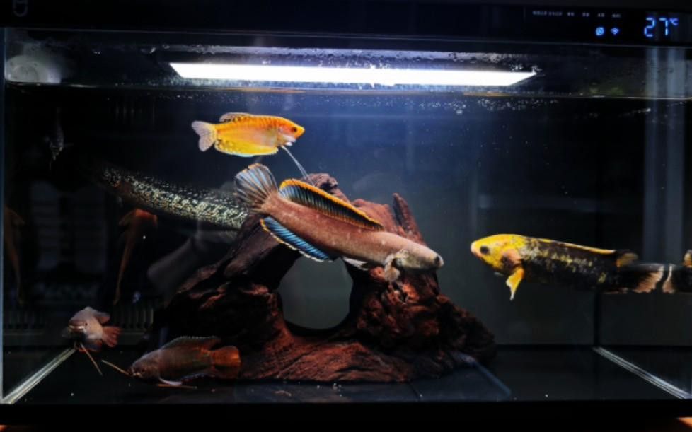 七星魚和雷龍魚哪個更適合混養(yǎng)？