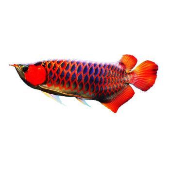 紅龍魚戰(zhàn)車好還是帝王紅好：戰(zhàn)車紅龍魚和帝王紅龍魚哪個(gè)更好和飼養(yǎng)條件來決定