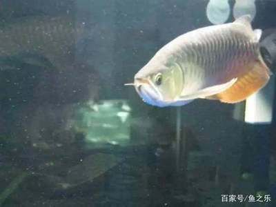 龍魚老是撞拉筋怎么辦：龍魚撞拉筋怎么辦