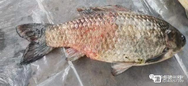 銀龍魚嘴爛了怎么回事圖片