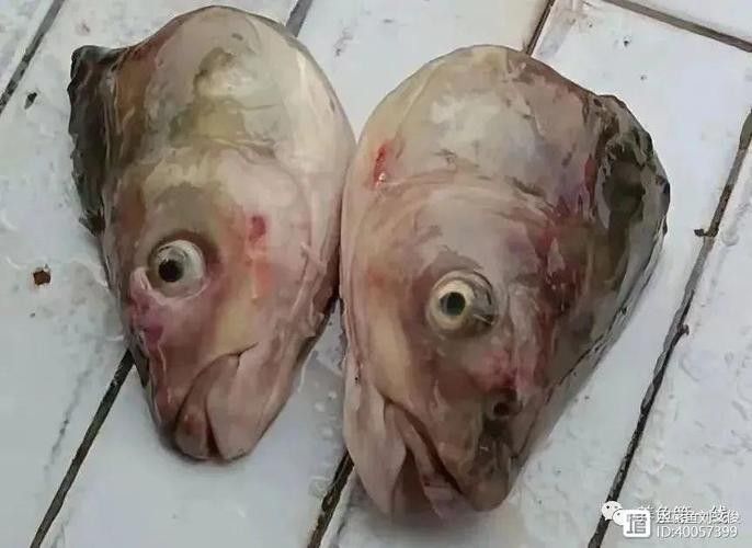 銀龍魚嘴爛了怎么回事圖片