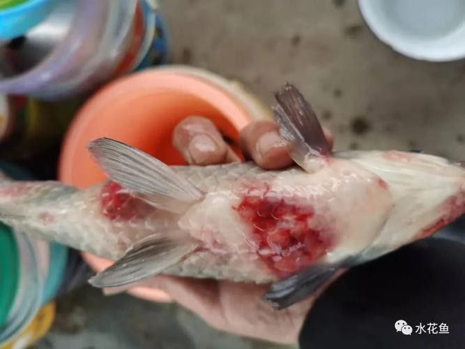 銀龍魚嘴爛了怎么回事圖片