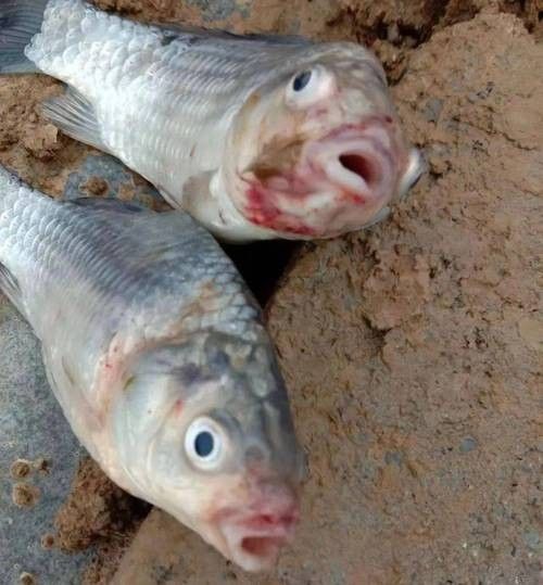 銀龍魚嘴爛了怎么回事圖片