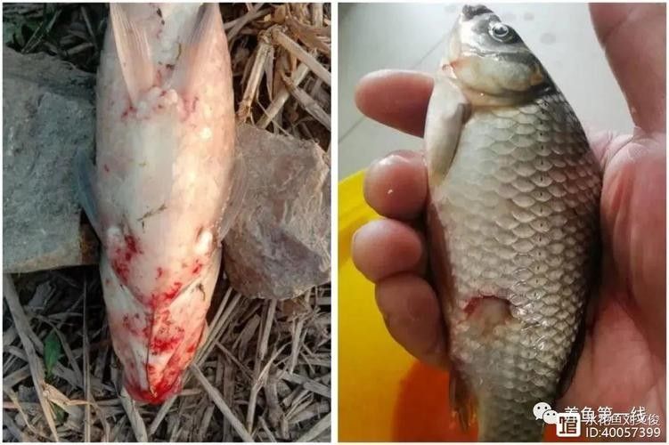 銀龍魚嘴爛了怎么回事圖片