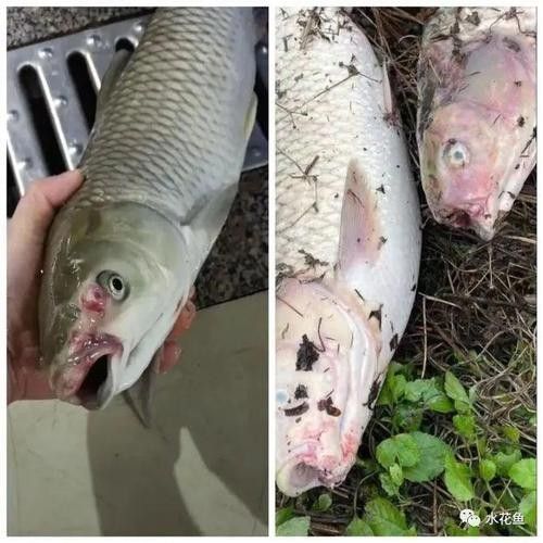 銀龍魚嘴爛了怎么回事圖片
