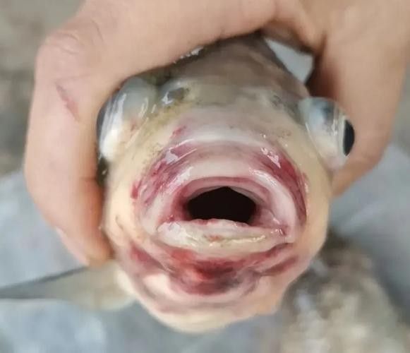 銀龍魚嘴爛了怎么回事圖片
