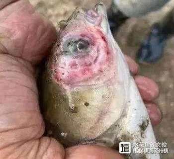 銀龍魚嘴爛了怎么回事圖片