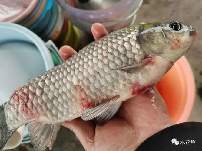 銀龍魚嘴爛了怎么回事圖片