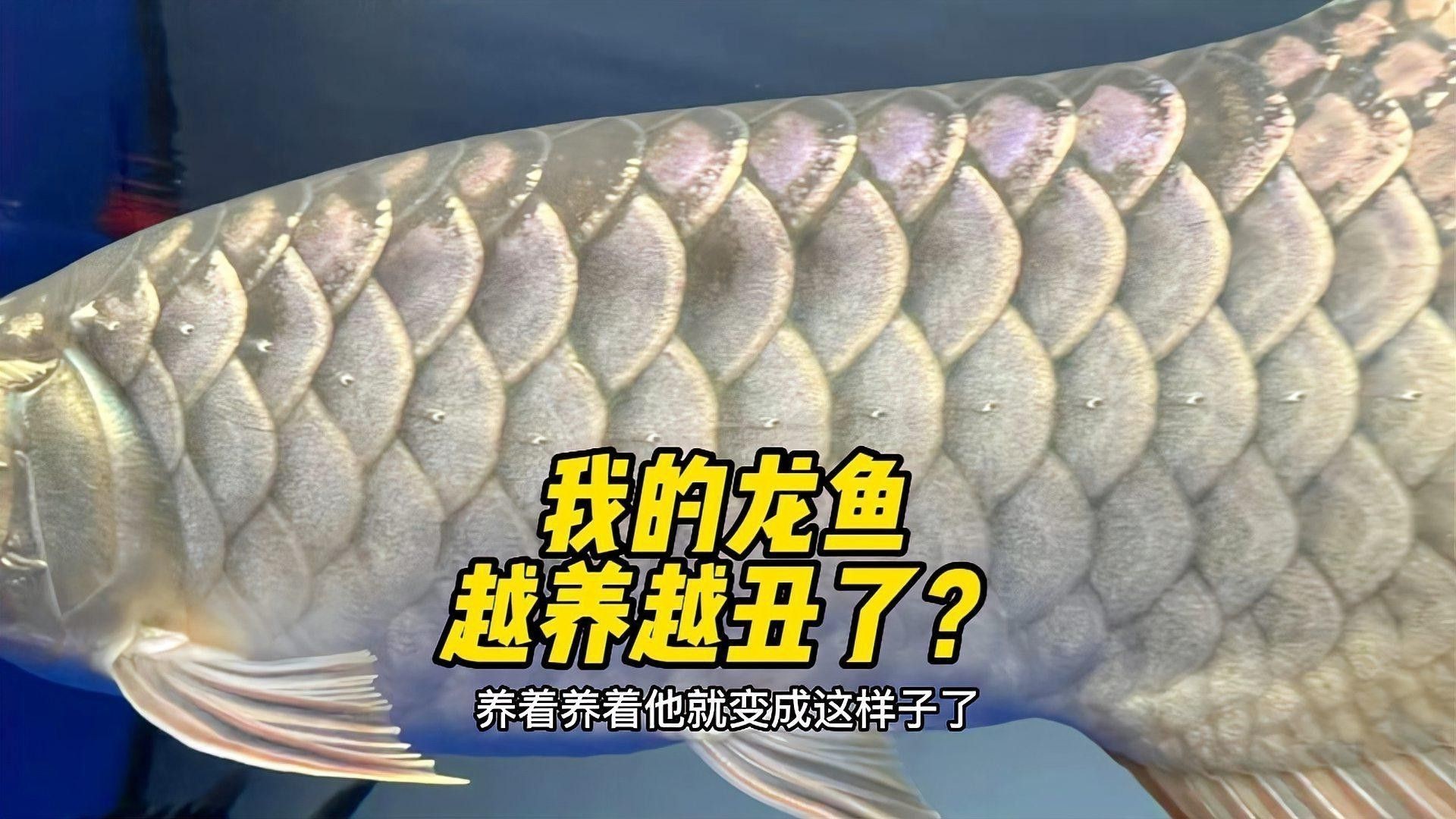 如何預防龍魚褪色？