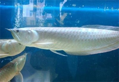 云南龍魚的特點是什么（云南龍魚在飼養時這幾點很重要）