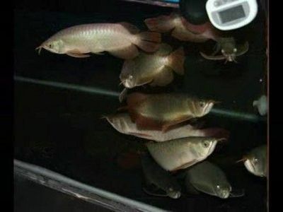 龍魚什么背景缸養好看又好養：如何選擇適合的背景缸顏色