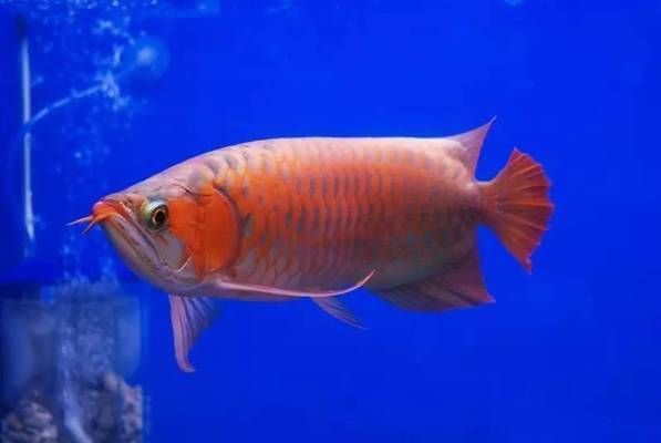 龍魚什么情況會死：導致龍魚死亡的原因有哪些