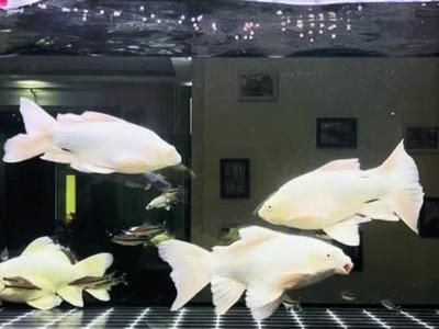 銀龍魚在水底下游是什么原因（銀龍魚為什么會在水底下游？）