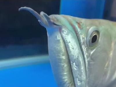 銀龍魚在水底下游是什么原因（銀龍魚為什么會在水底下游？）