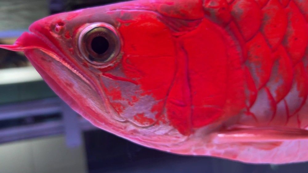 銀龍魚在水底下游是什么原因（銀龍魚為什么會在水底下游？）