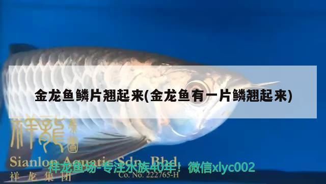 薩伊藍魚與哪些魚類相容：薩伊藍魚與其他魚類相容性分析