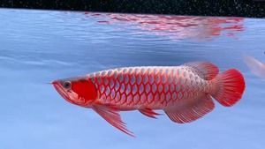 龍魚頭往上抬：龍魚抬頭游怎么回事？解析原因與應對方法 龍魚頭往上抬：龍魚抬頭游怎么回事？解析原因與應對方法 龍魚百科 第3張