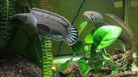 雷龍魚死了能救活嗎