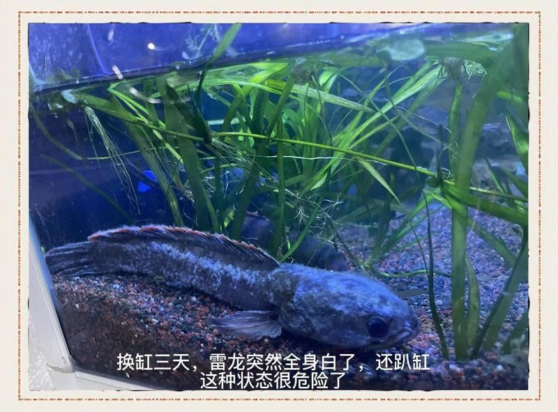 雷龍魚死了能救活嗎