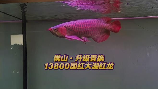 大湖紅龍魚的市場需求如何？