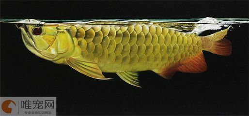 龍魚的最佳配魚選擇（在選擇與龍魚混養的魚類時，需要考慮到龍魚的特性）