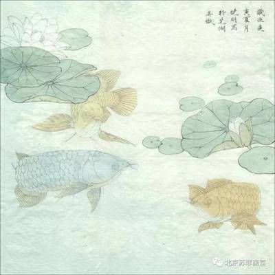 金龍魚藍色好還是綠色好：金龍魚藍色和綠色哪個更好
