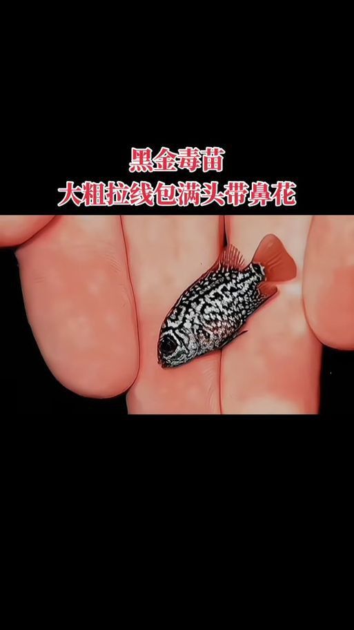 羅漢魚苗品種以及圖片