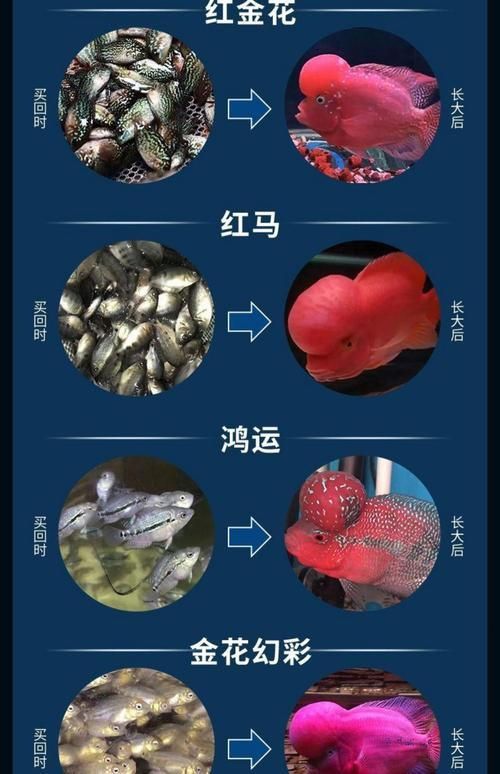 羅漢魚苗品種以及圖片