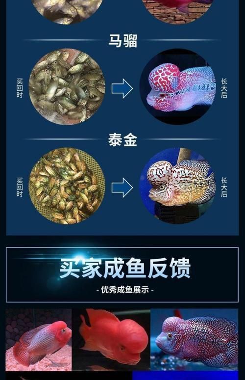 羅漢魚苗品種以及圖片