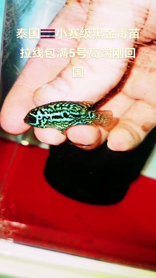 羅漢魚苗品種以及圖片