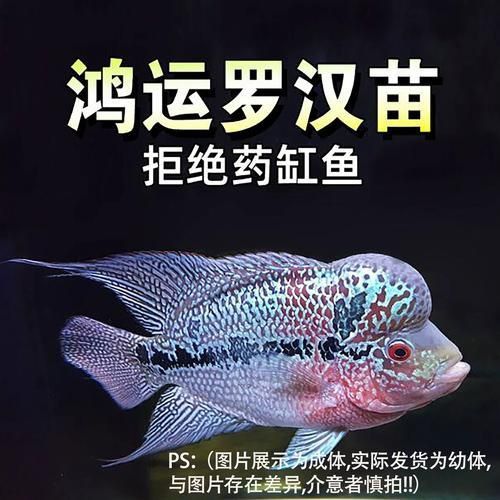 羅漢魚苗品種以及圖片
