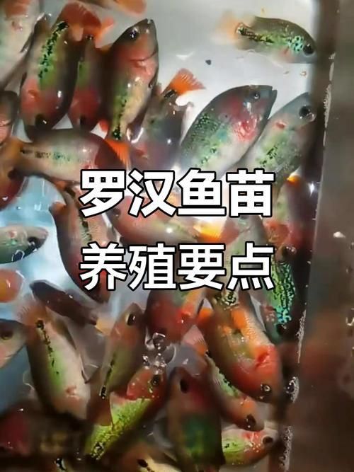 羅漢魚苗品種以及圖片