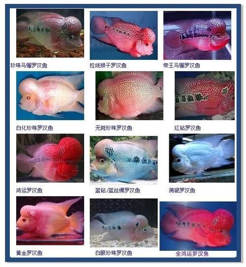 羅漢魚苗品種以及圖片