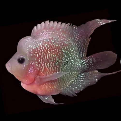 羅漢魚苗品種以及圖片