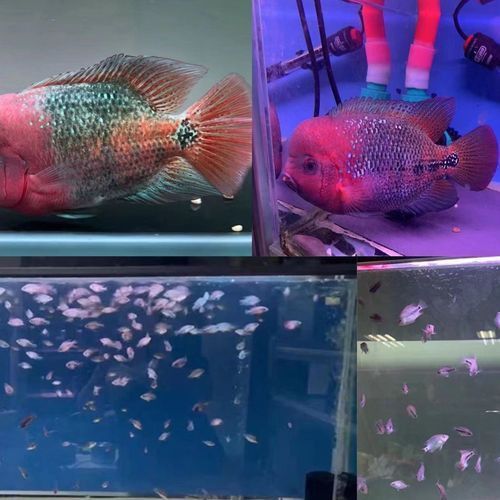 羅漢魚苗品種以及圖片