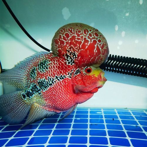 羅漢魚苗品種以及圖片