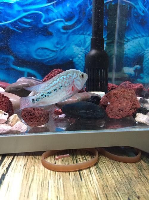 羅漢魚苗品種以及圖片