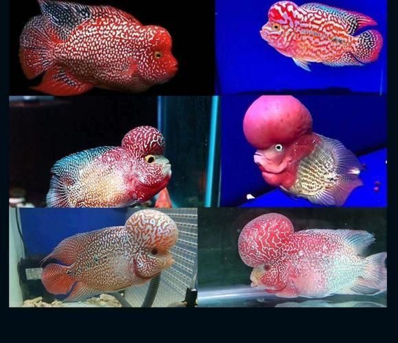 羅漢魚苗品種以及圖片