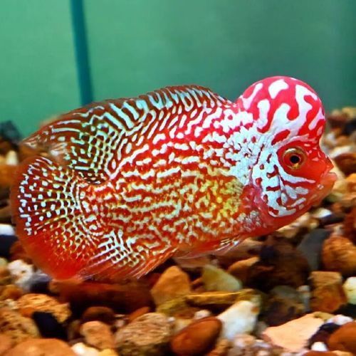 羅漢魚苗品種以及圖片