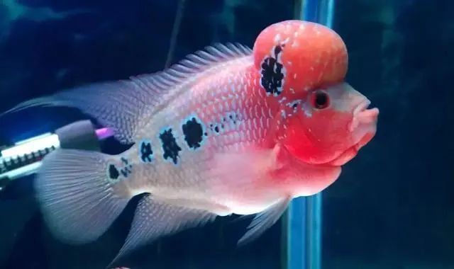 羅漢魚苗品種以及圖片