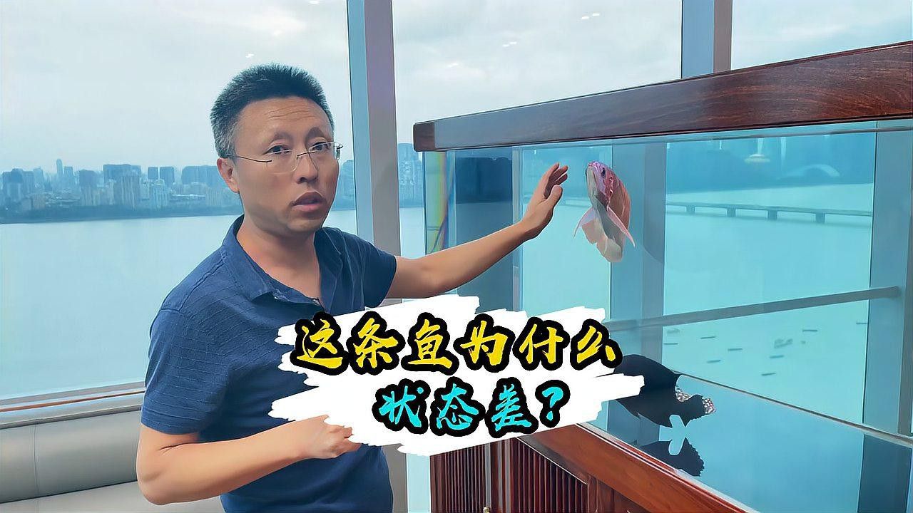 如何判斷龍魚是否感染了傳染性疾病？