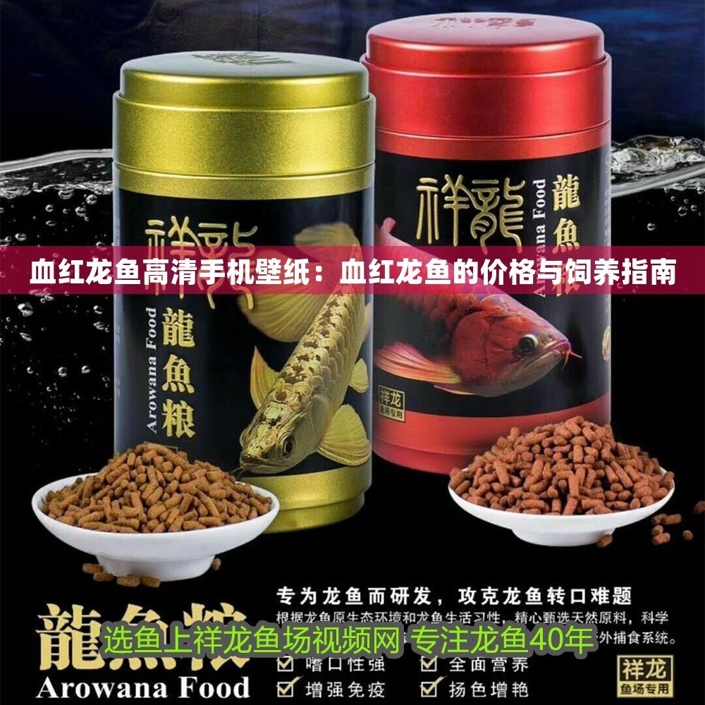 血紅龍魚高清手機壁紙：血紅龍魚的價格與飼養指南