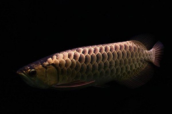 金頭龍魚和過背龍魚哪個(gè)更值錢？