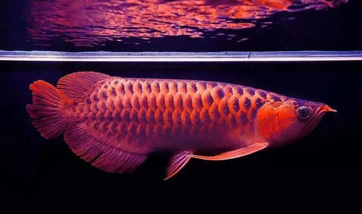 金頭龍魚和過背龍魚哪個更值錢？
