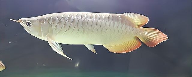 銀龍魚和金龍魚混養需要多大的魚缸？