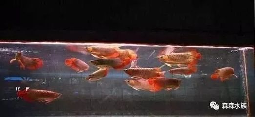 龍魚(yú)混養(yǎng)最佳搭配（龍魚(yú)與其他魚(yú)類混養(yǎng)的最佳搭配）