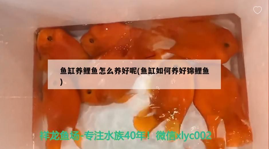 魚缸養鯉魚怎么養好呢(魚缸如何養好錦鯉魚)
