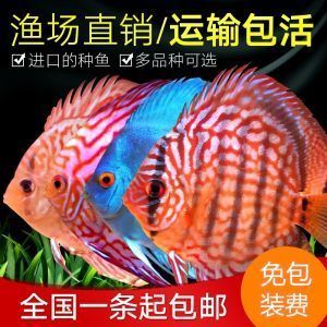 草缸養曼龍魚好不好（草缸養曼龍魚可以嗎）