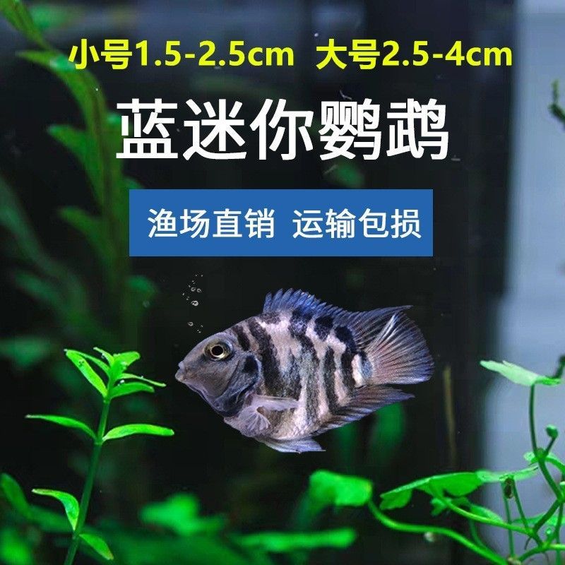 草缸養曼龍魚好不好（草缸養曼龍魚可以嗎）