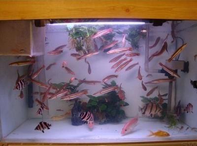 龍魚缸夏天怎么降溫，幾種有效的龍魚缸降溫方法：夏天龍魚缸降溫有效方法